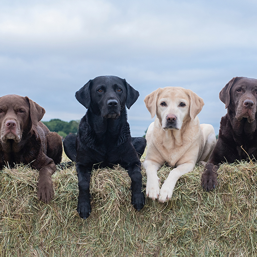 farm pets