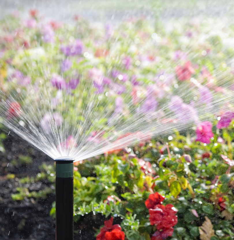 irrigation